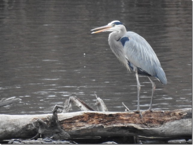 Spring Equinox Walk 2017 Great Blue Heron