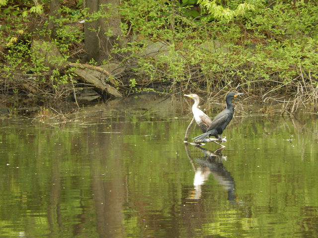 juvenile and adult Cormorants on the Charles River