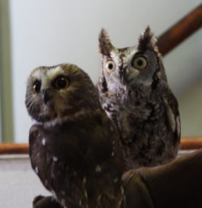 Saw-whet and screech owls