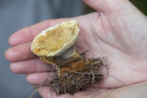 Mushroom in a hand