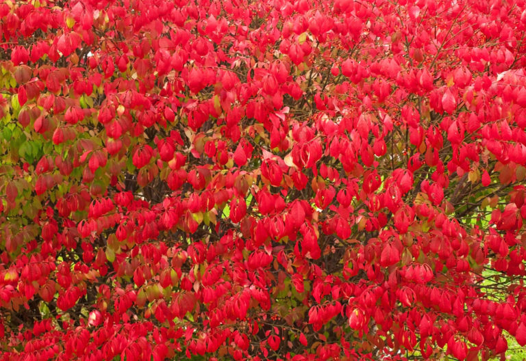 Burning Bush Waltham Land Trust