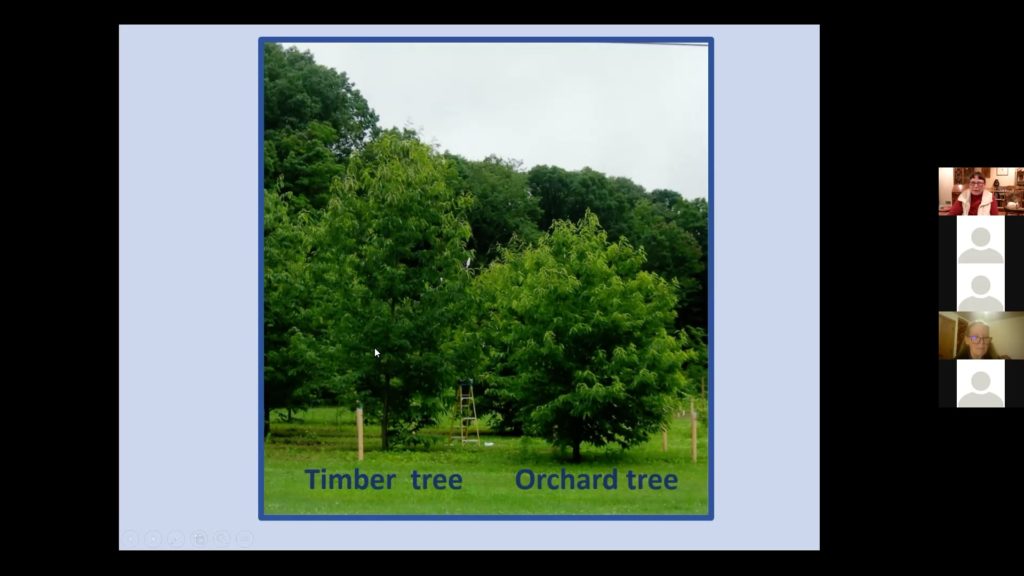 picture of chestnut trees from webinar