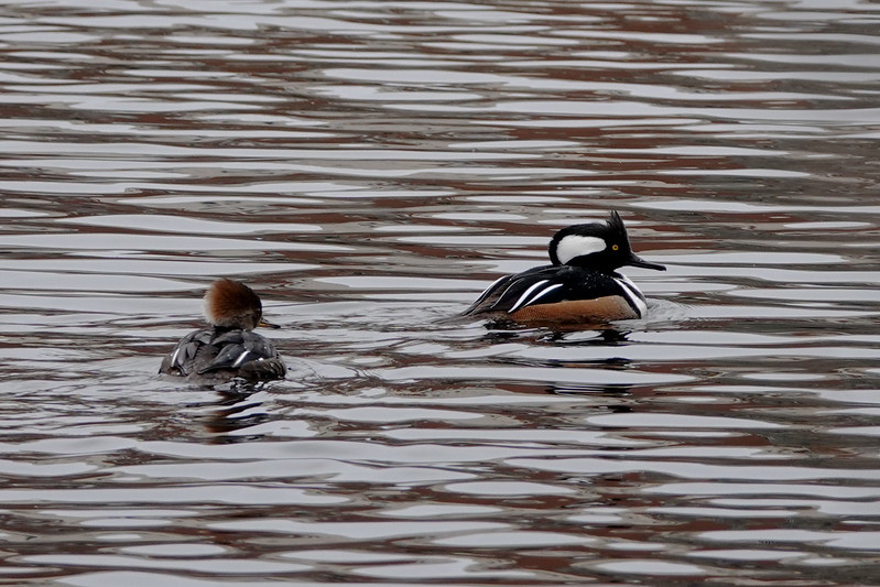 hooded mergansers