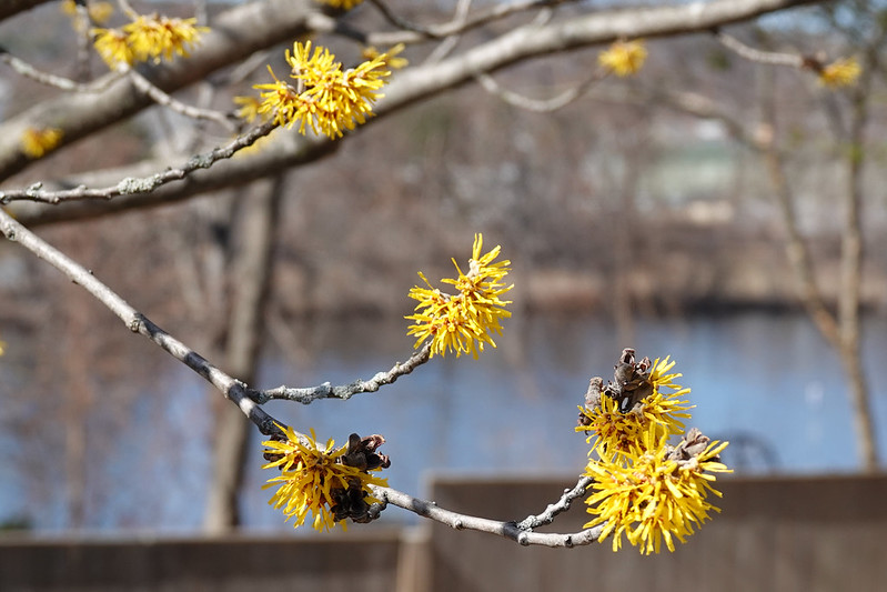 Arnold Promise Witch Hazel Shrub