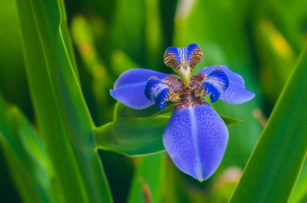 Blue flag iris