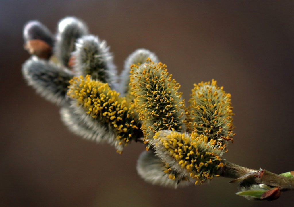 Pussy willow 