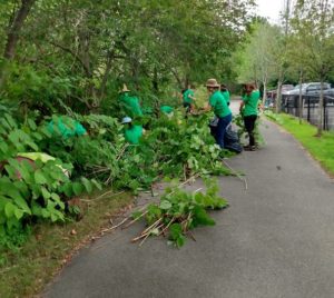 Teen volunteers on a paved path, pulling invasive plants