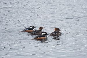 Two pairs of hooded mergansers