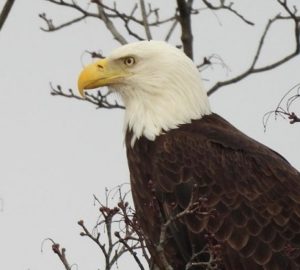 Bald eagle perched on a tree limb