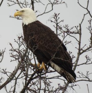 Picture of a Bald Eagle in Waltham