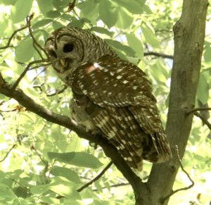 Picture of Barred Owl Prospect Hill Park Waltham, MA