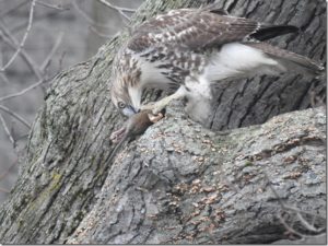 Picture of a hawk eating a rat