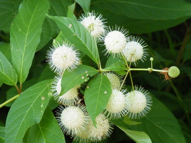 Button bush