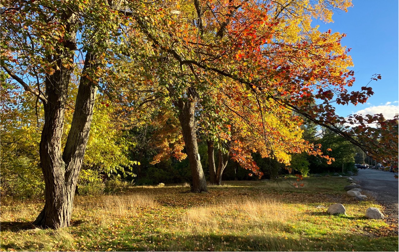 Colorful leaves on a tree in autumn.