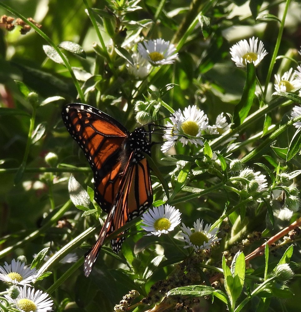 Up close photo of a monarch butterfly feeding on a small white flower.