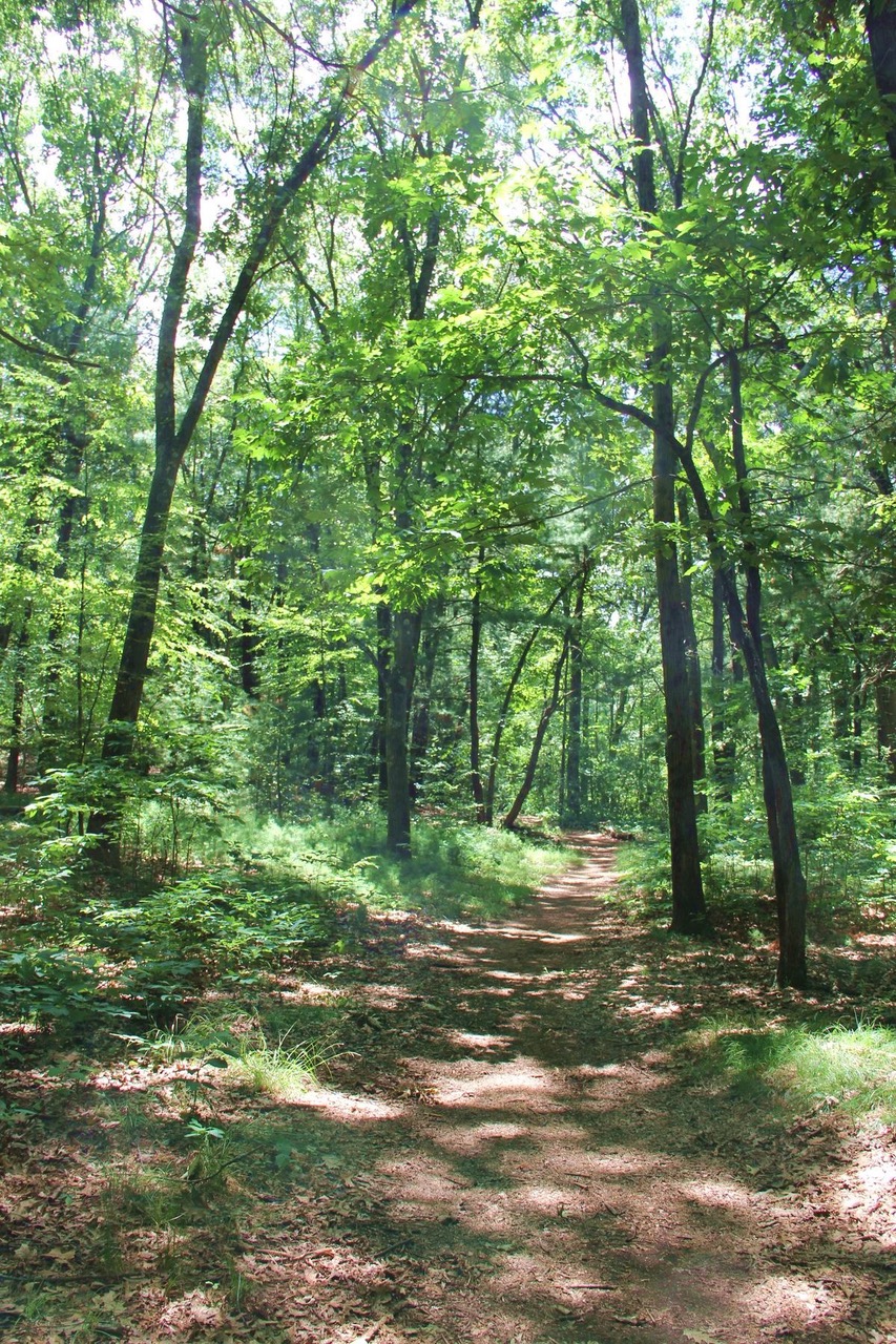 A narrow dirt trail through green springtime woods.