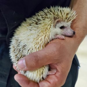 Small hedgehog held in hand.