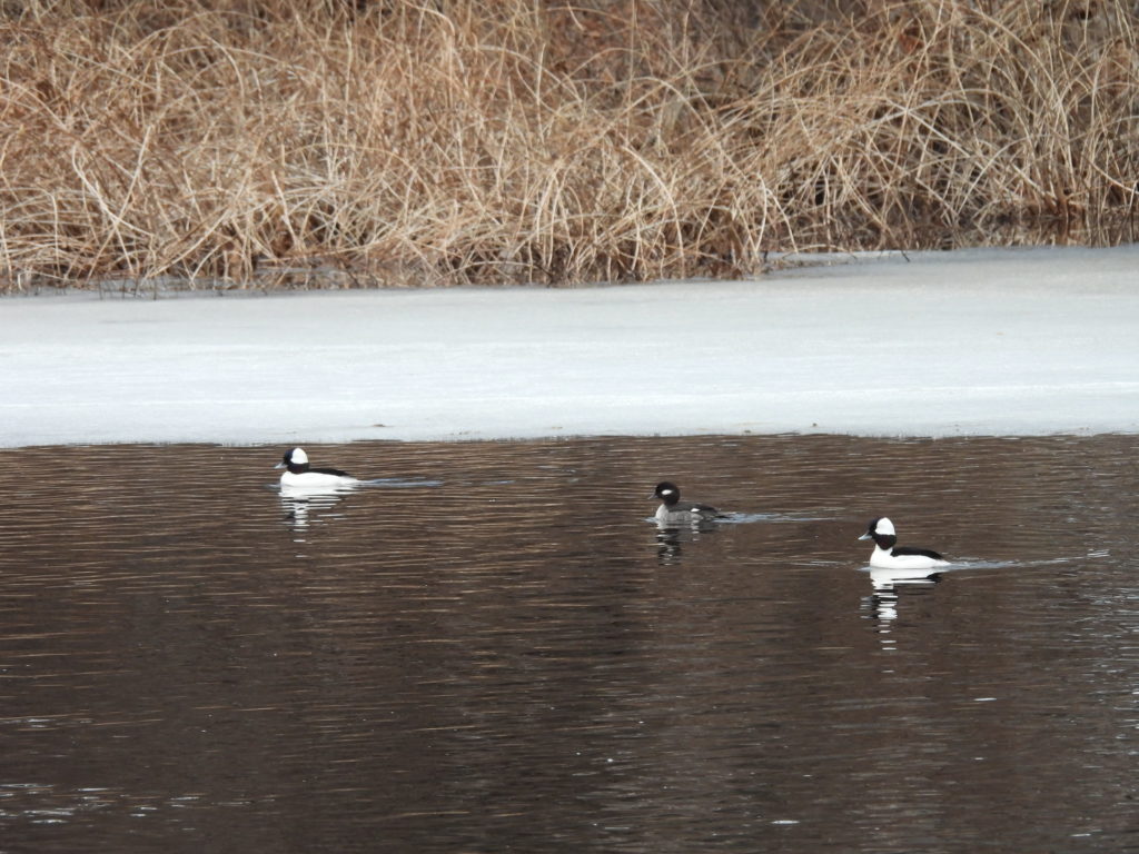 Ducks on Charles River with ics