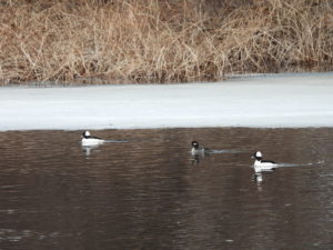 Ducks on Charles River with ics