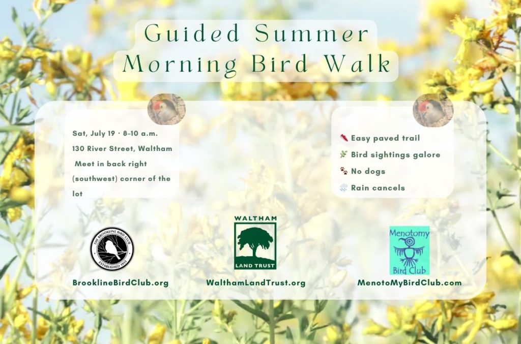 Morning Bird Walk! Waltham Land Trust