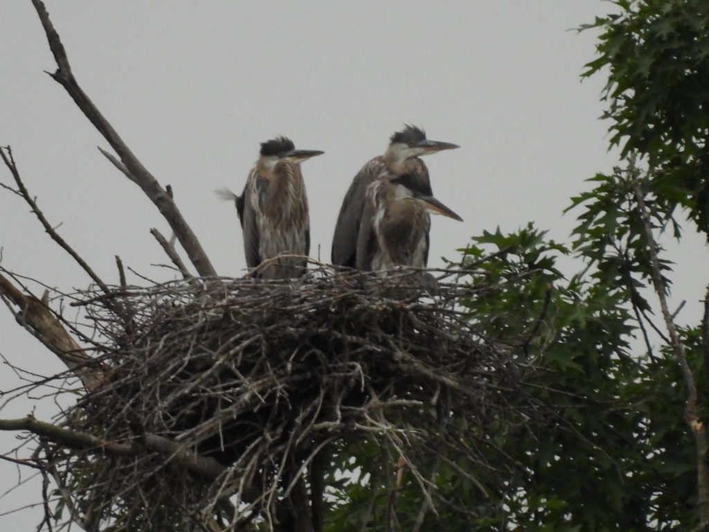Blue Herons