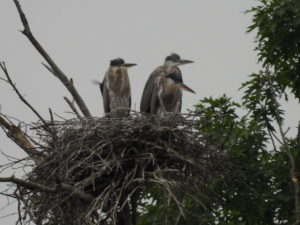 Blue Herons