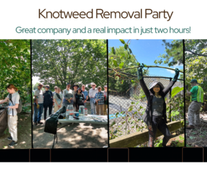 Knotweed Removal Party
