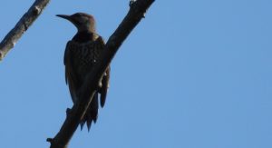 Northern Flicker Charles River Walk
