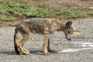 Young coyote poisoned found on Brandies campus